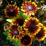 Gaillardia (don't know which one) (Gaillardia aristata (Blanketflower))