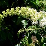 White Buddleia just opening (Buddleja davidii (Butterfly bush))