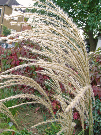 miscanthus.jpg (Miscanthus sinensis)