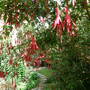 fuschia- prolific this year