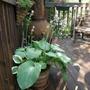 deck (Hosta fortunei)
