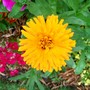 4_7_1.jpg (Calendula officinalis (English marigold))