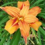 4_7_2.jpg (hemerocallis)