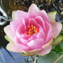 Nymphaea