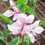 4_7_3.jpg (Gaura lindheimeri (Gaura))