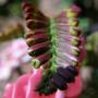 Copy_of_garden_464