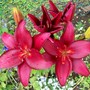 4_7_4.jpg (lilium asiatic 'Dimention')