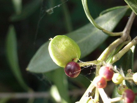 olive.jpg