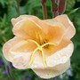 4_7_8.jpg (Oenothera)