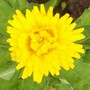 4_7_9.jpg (Calendula officinalis (English marigold))