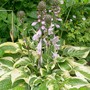 4_7_10.jpg (hosta)