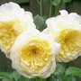 4_7_11.jpg (Rosa glauca (Shrub rose))