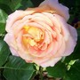 4_7_16.jpg (Rosa)
