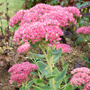 Sedum