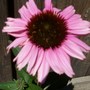 Echinacea (Echinacea purpurea (Coneflower))