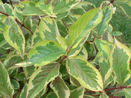 wigela.jpg (Wigela variegatum)