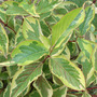 Weigela