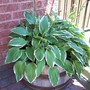 Hosta (Hosta sieboldiana 'Elegans')