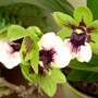 zigo_orchid.jpg