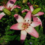 Lilium Vermeer (Lilium 'Vermeer')