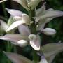 hosta (Hosta fortunei)