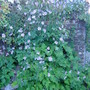 Japanese Anemone (Anemone x hybrida)