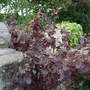 Vitis vinifera
