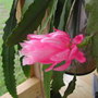 Cactus Orchid