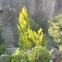 Arbol3