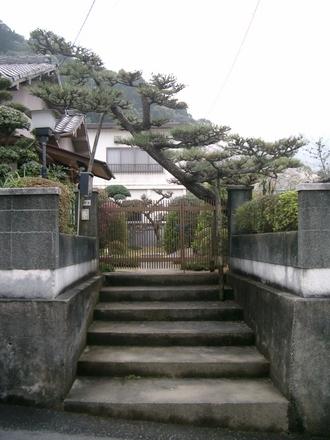 Japanese Trees 1