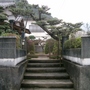 Japanese Trees 1