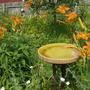 Bird Bath
