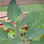 Moon Flower bud ?