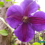 Clematis Star of India (Clematis)