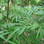 Bambusa