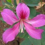 Bauhinia blakeana ( orchid tree ) (Bauhinis blakeana.)