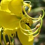Cassia_fistula