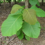 Tectona grandis