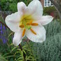 Lilium regale (Lilium regale)