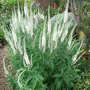 Veronica_longifolia_-_white_form (Veronica longifolia)