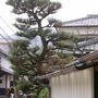 Japanese Trees 2