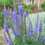 Veronica_longifolia_-_blue_form (Veronica longifolia)