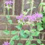 Monarda didyma