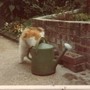 My cat, Lucky 