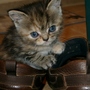 Poppy_kitten_002