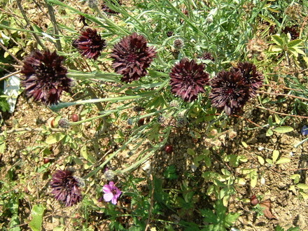 fl94a.jpg