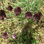 fl94a.jpg