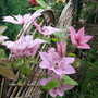 Clematis Hagley Hybrid (Clematis)