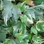 Ivy (Hedera Helix)