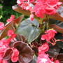 Red Begonia (Begonia)